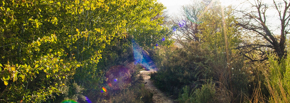 banner web 35